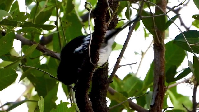 Mésange à ventre blanc - ML352959471