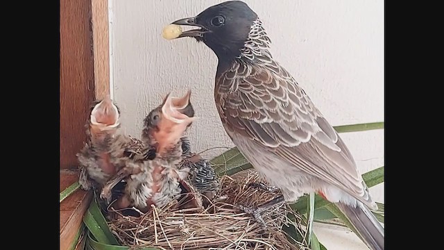 Red-vented Bulbul - ML352959521