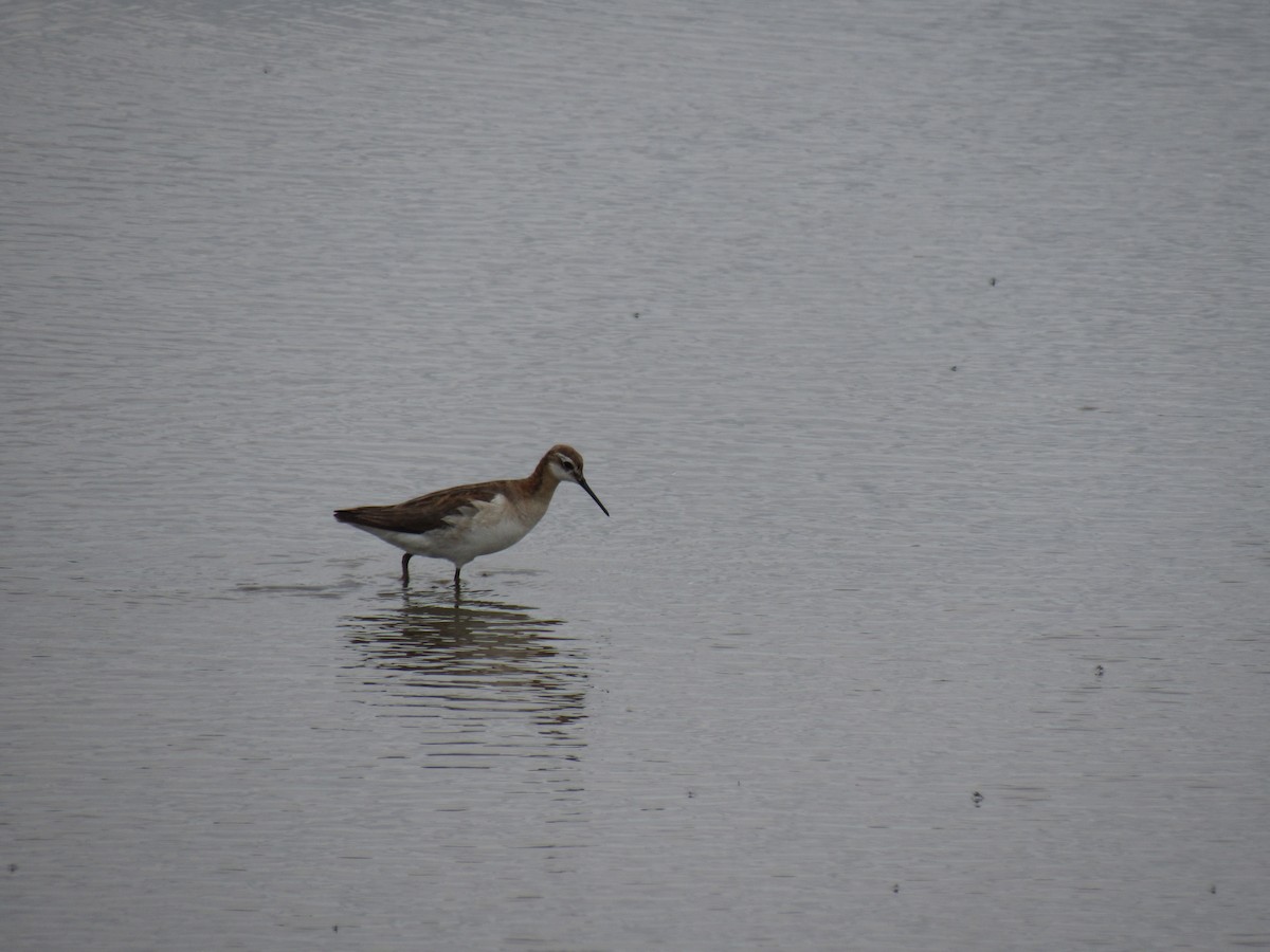 hvithalesvømmesnipe - ML352959891