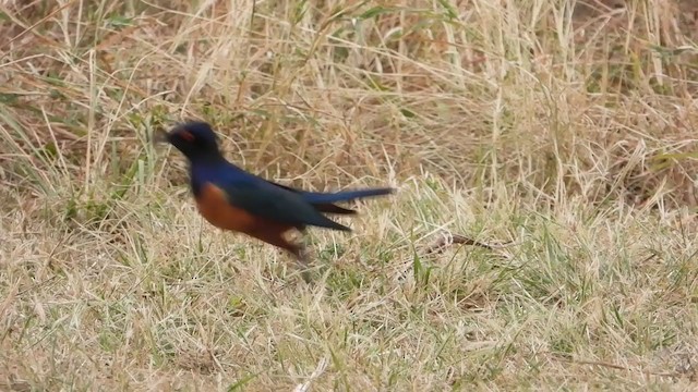 Hildebrandt's Starling - ML352960701