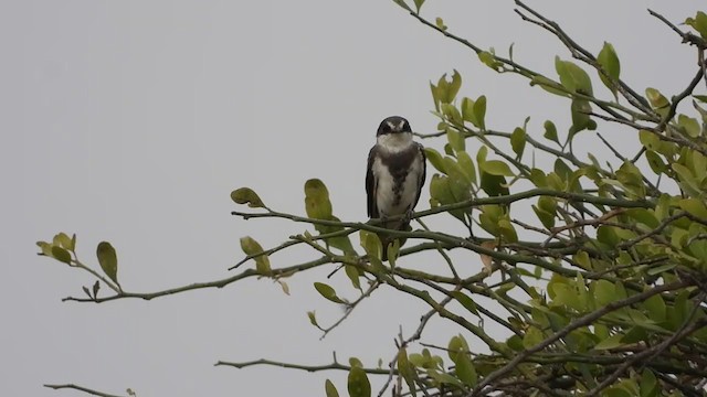 Banded Martin - ML352960871