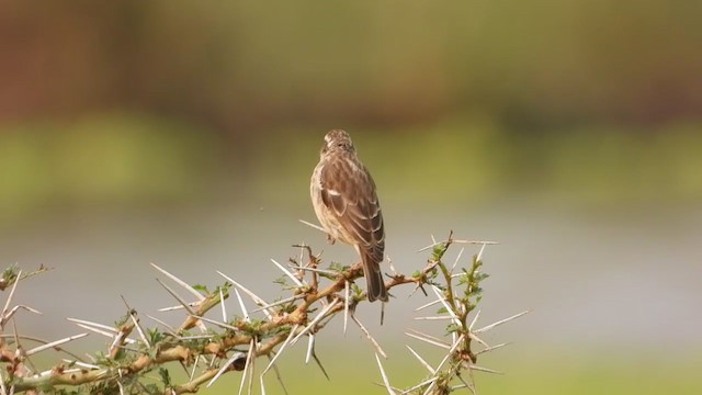 Serin de Reichenow - ML352960951