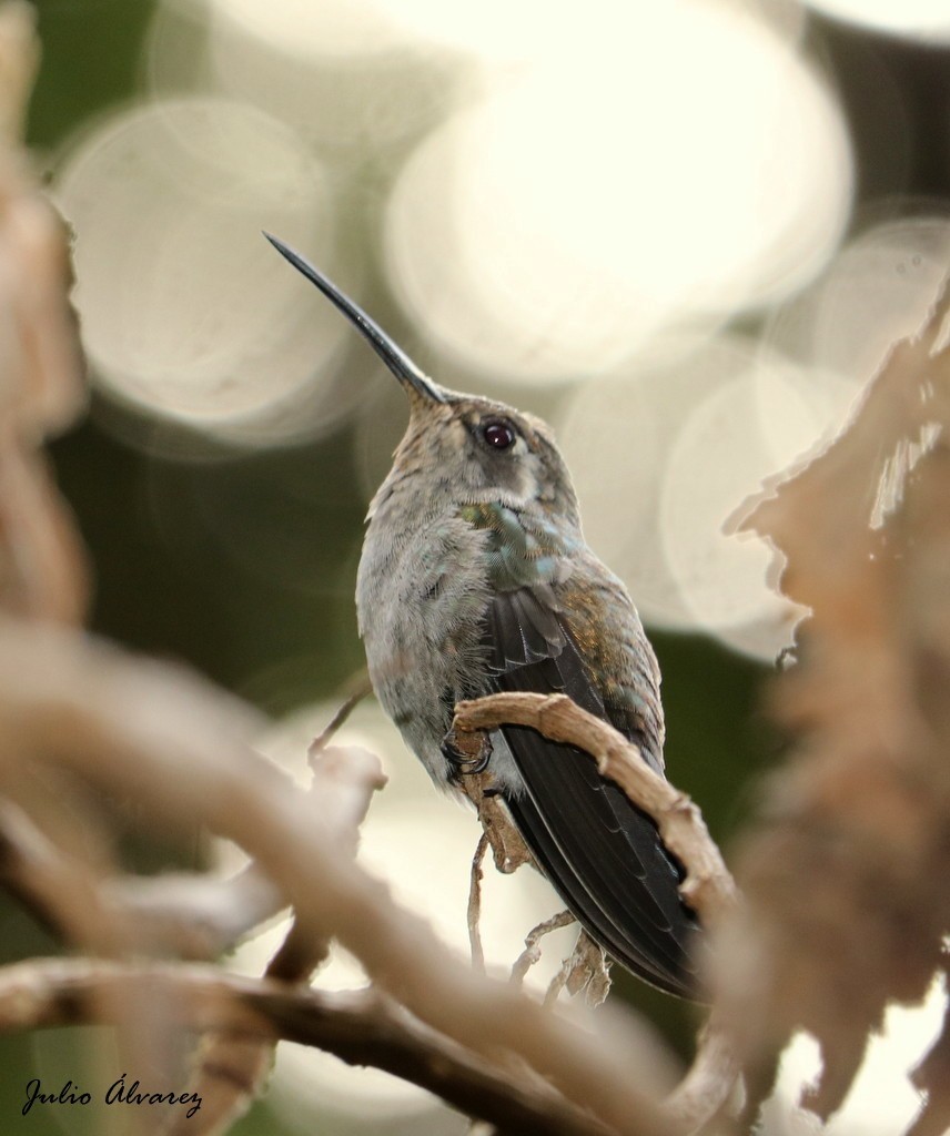 kolibřík blankytohrdlý - ML352961421