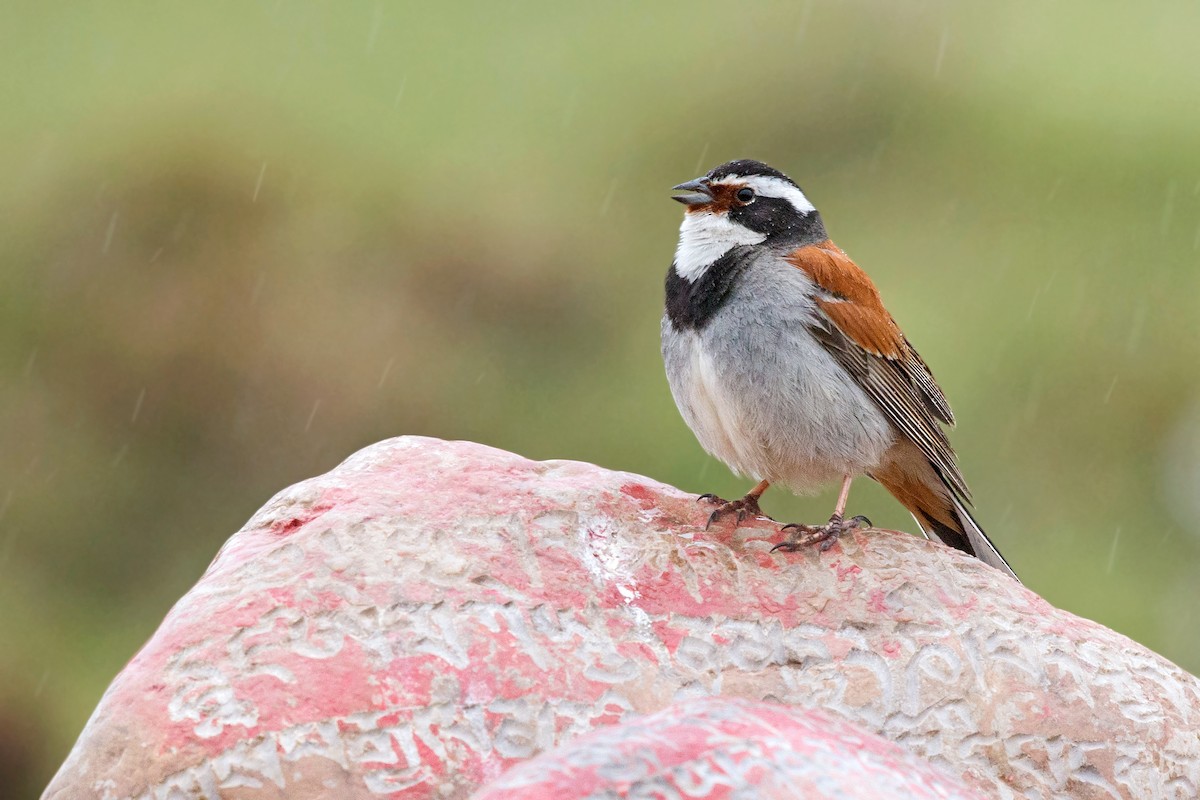 Tibetan Bunting - ML352961831