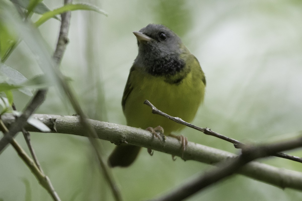 Mourning Warbler - ML352962221