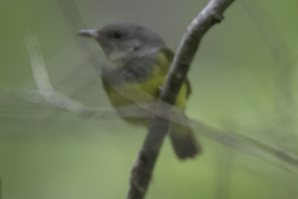 Mourning Warbler - ML352962231