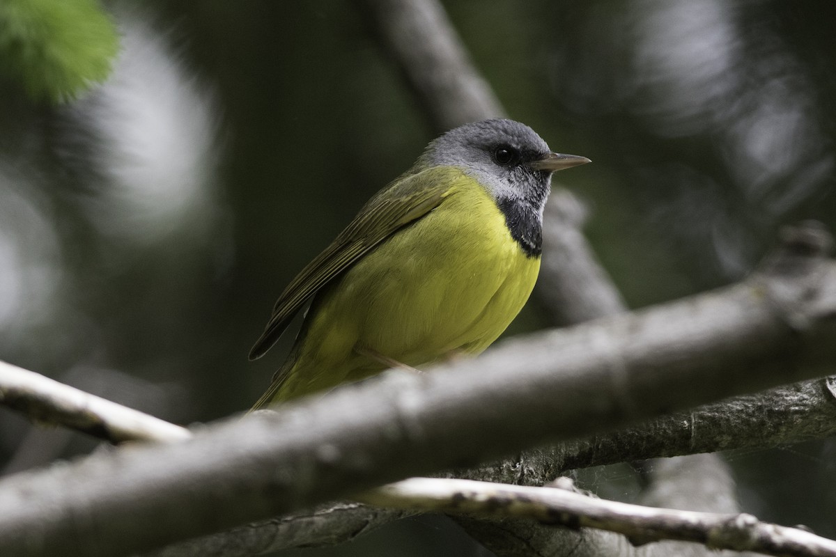 Mourning Warbler - Louis Brodeur