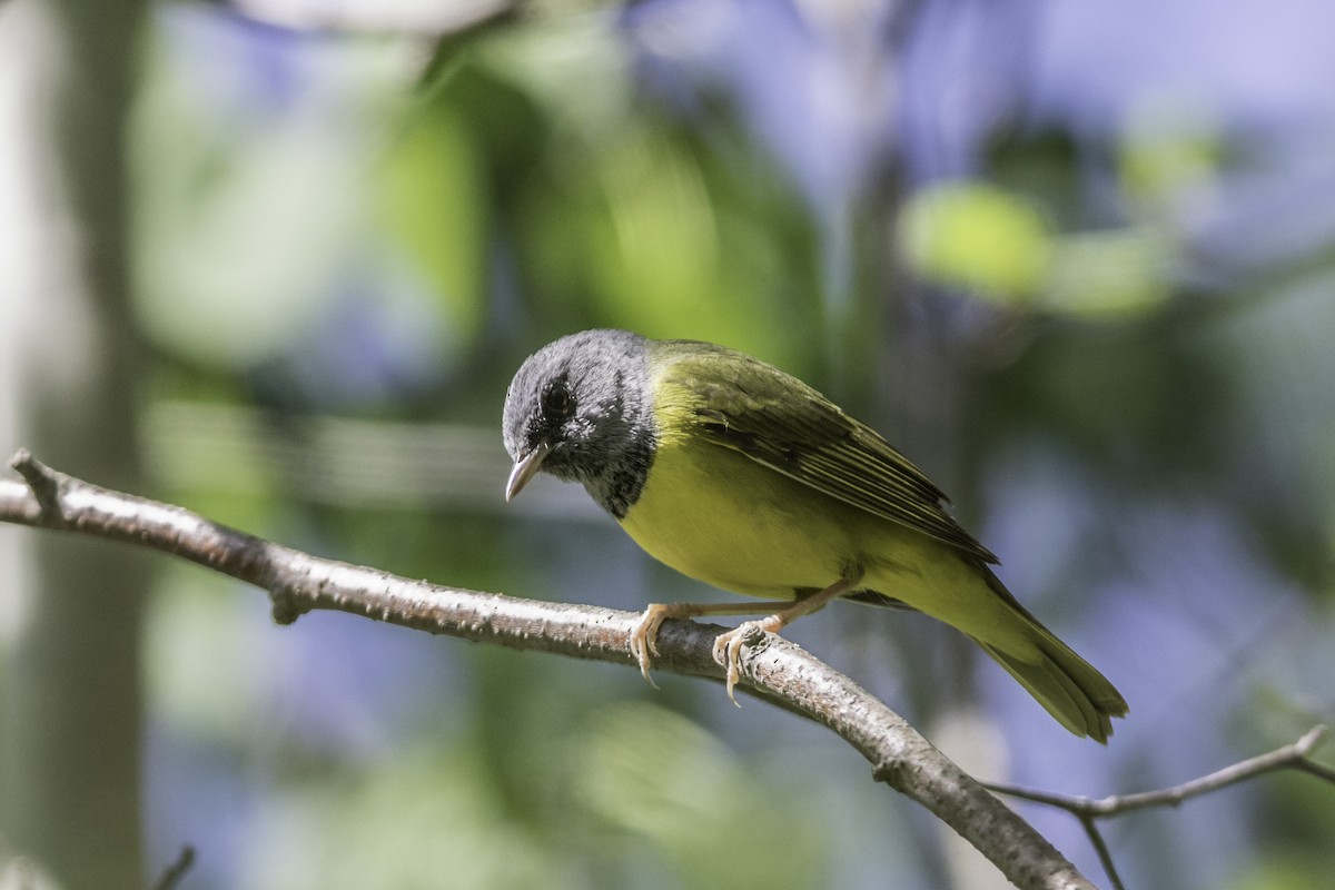 Mourning Warbler - ML352962251