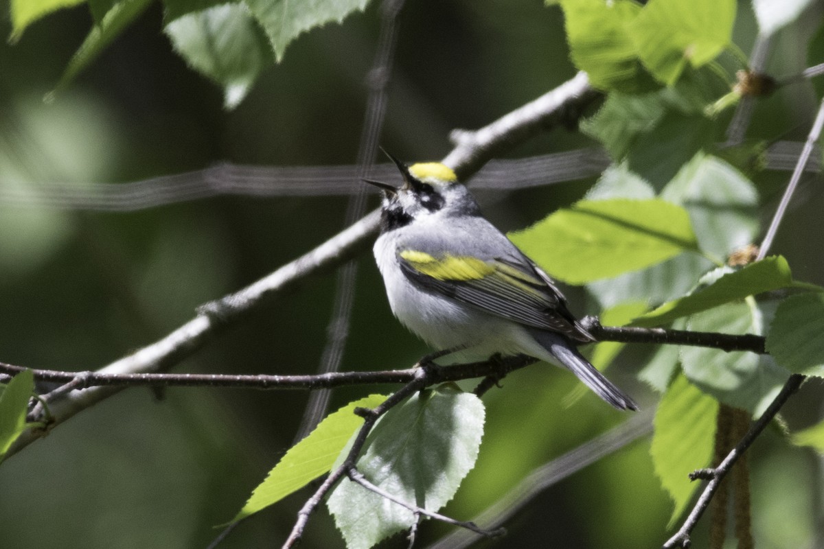 Golden-winged Warbler - ML352962691