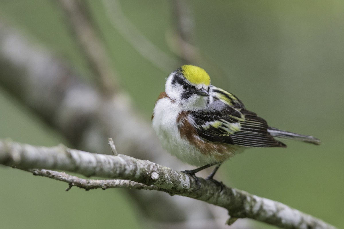 Chestnut-sided Warbler - Louis Brodeur