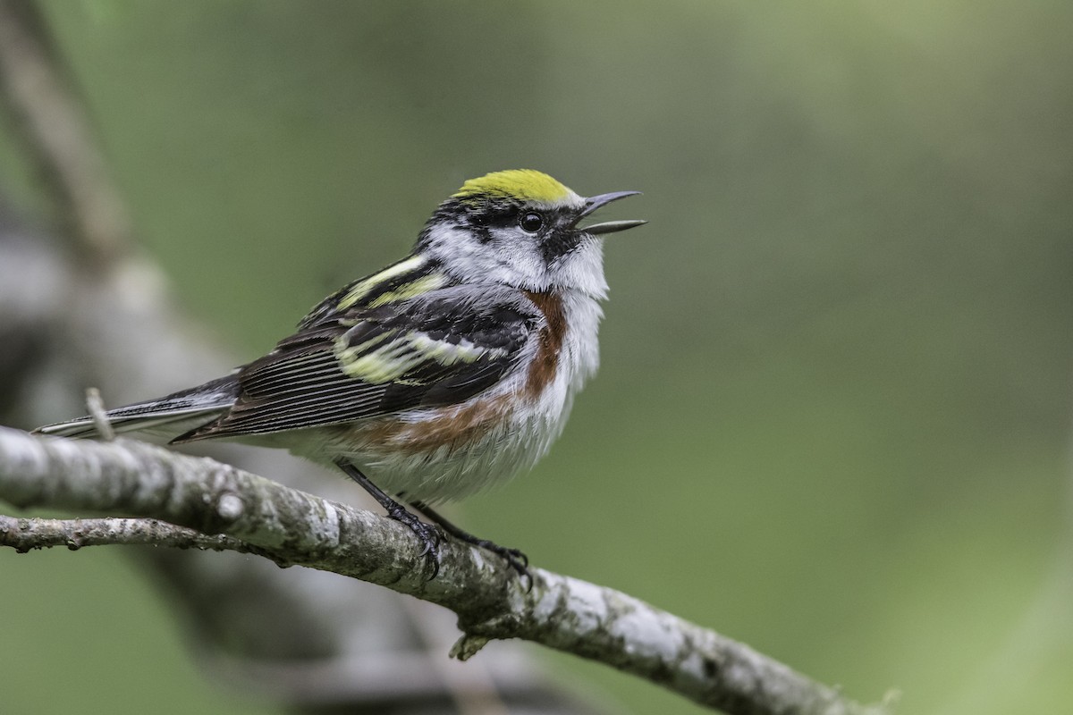 Chestnut-sided Warbler - ML352962851