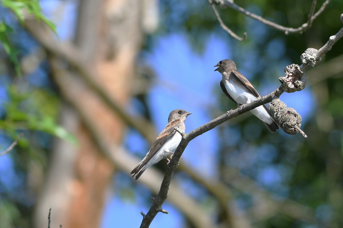 Northern Rough-winged Swallow - ML352965481