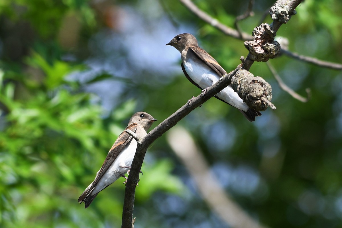 Northern Rough-winged Swallow - ML352965491