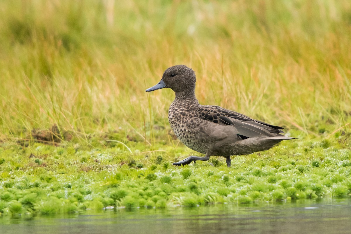 Andean Teal - ML352965631