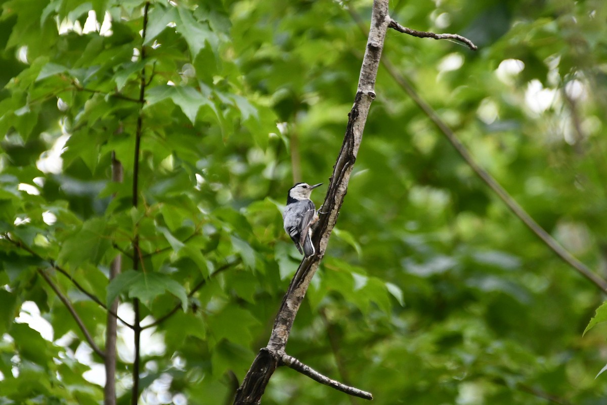 White-breasted Nuthatch - D T