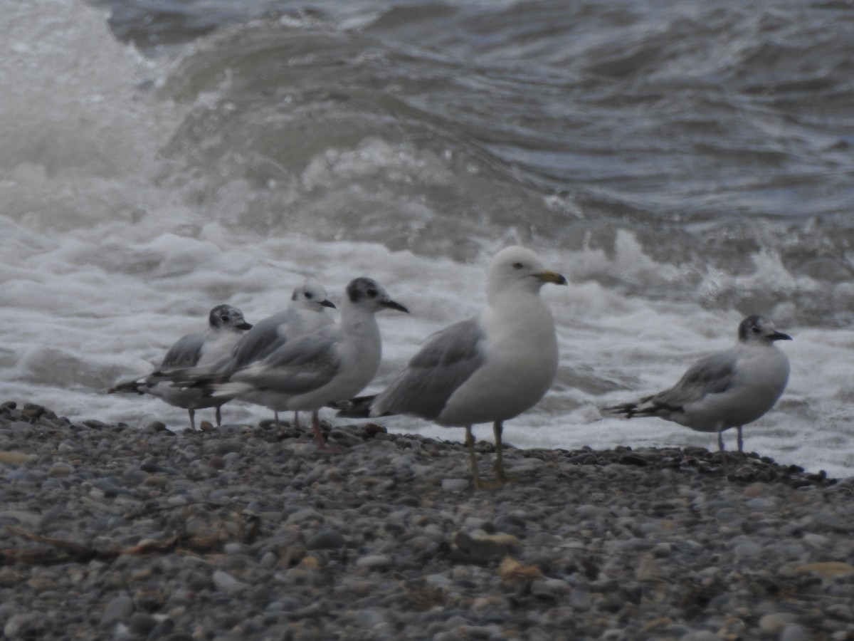 Bonaparte's Gull - Ella F