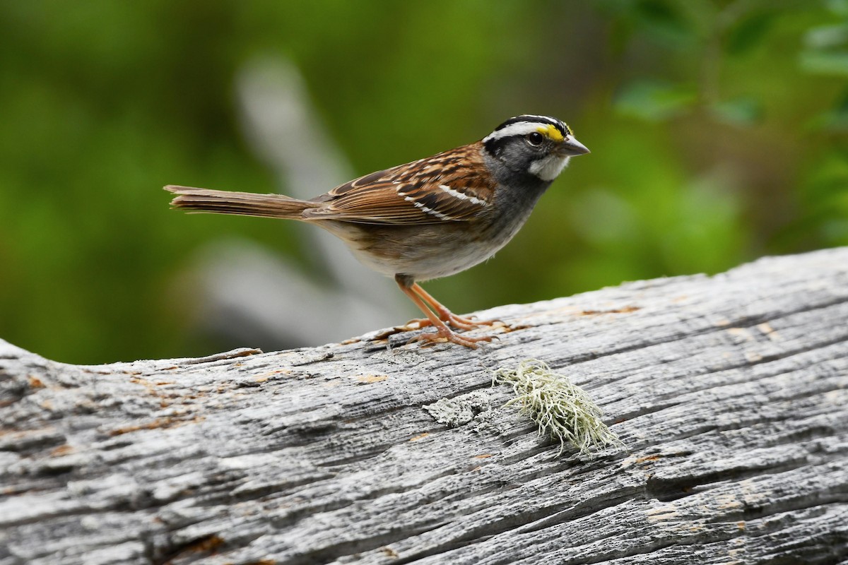 White-throated Sparrow - ML352966571