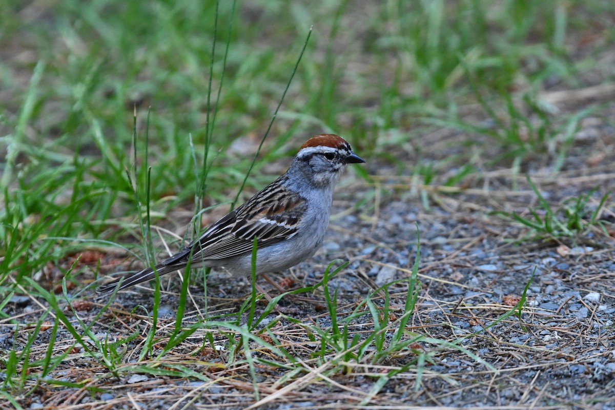 Chipping Sparrow - ML352966801