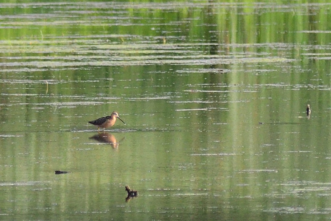 kortnebbekkasinsnipe - ML352968141