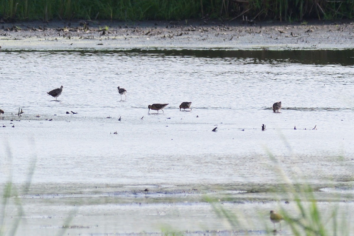 kortnebbekkasinsnipe - ML352968151