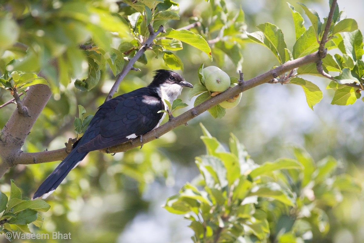 Pied Cuckoo - ML352968231