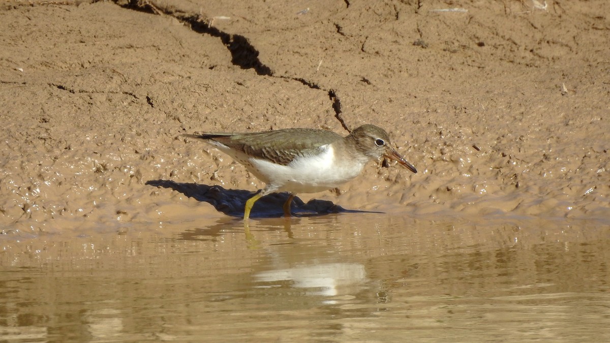 Spotted Sandpiper - Reanna Thomas