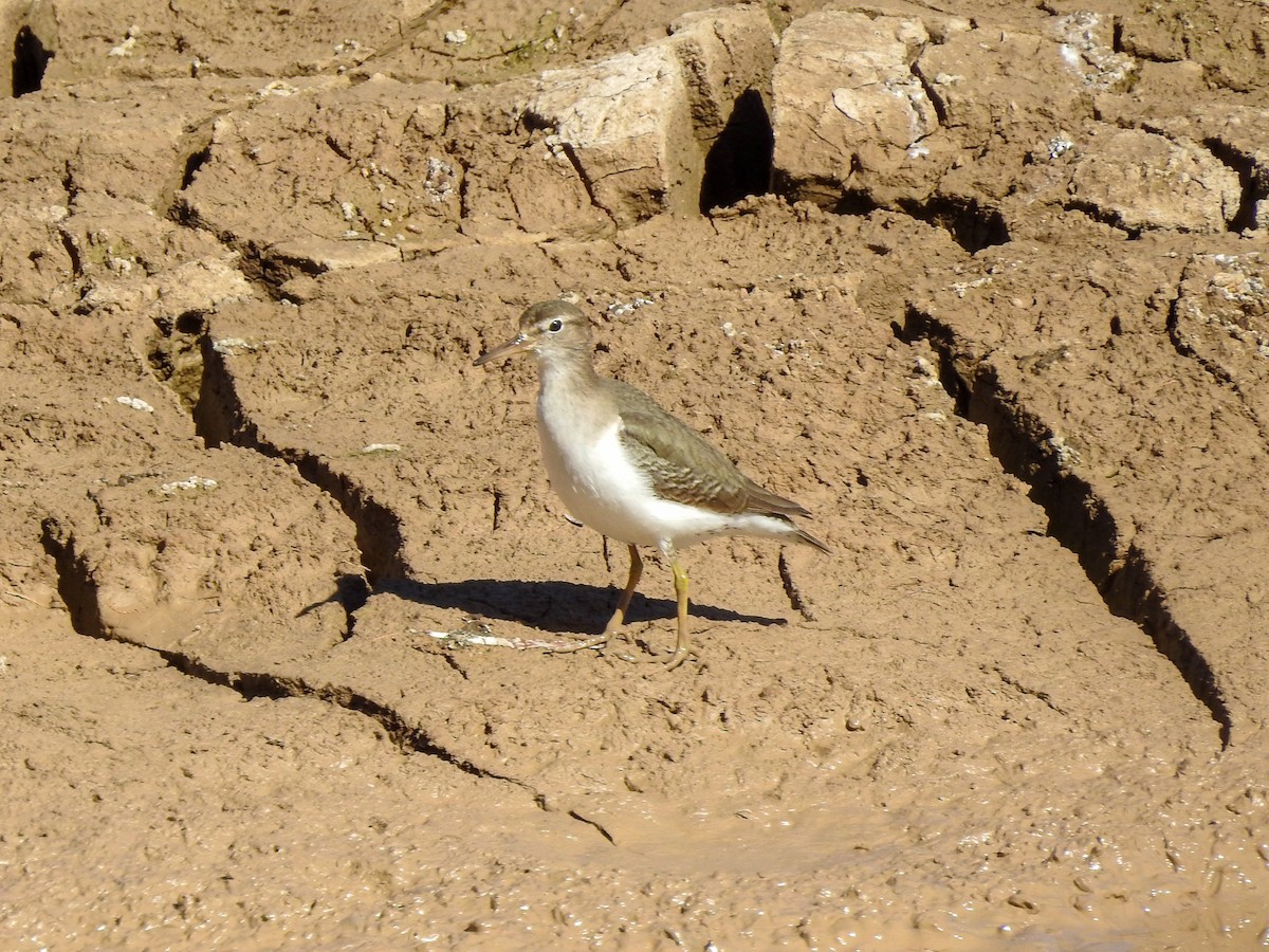 Spotted Sandpiper - Reanna Thomas