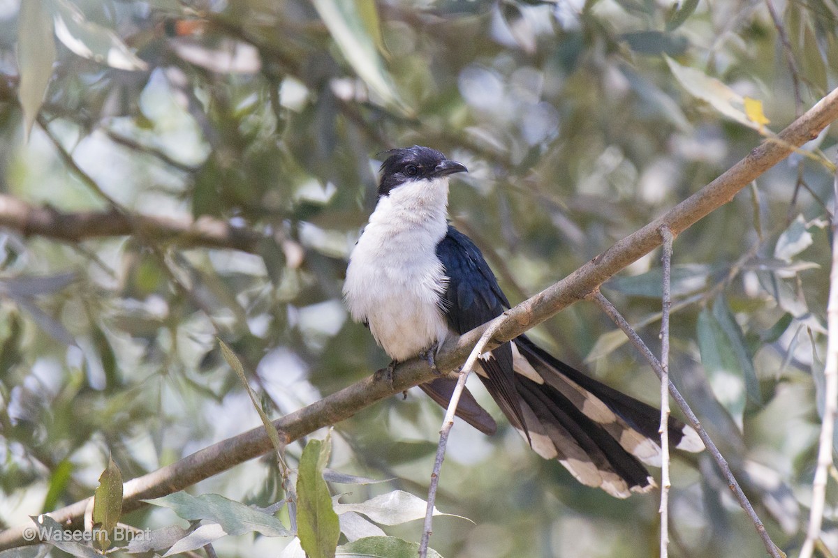 Pied Cuckoo - ML352968751