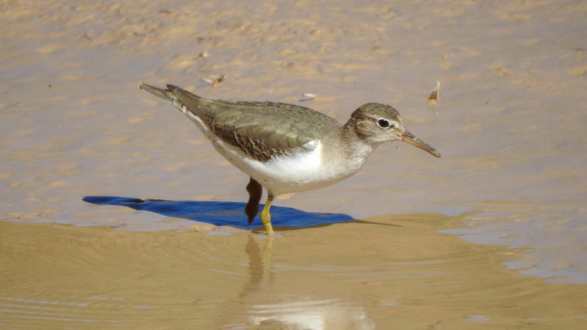 Spotted Sandpiper - Reanna Thomas