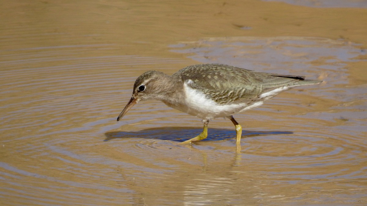 Spotted Sandpiper - Reanna Thomas