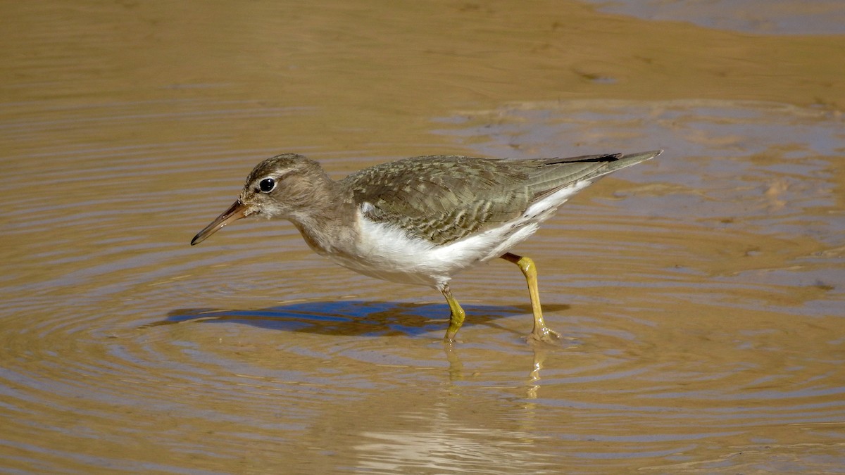 Spotted Sandpiper - Reanna Thomas