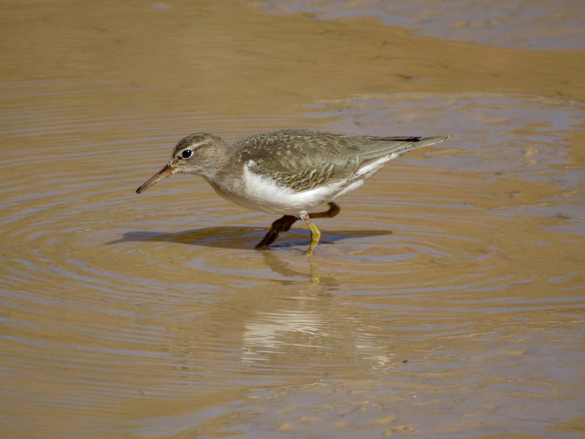 Spotted Sandpiper - Reanna Thomas