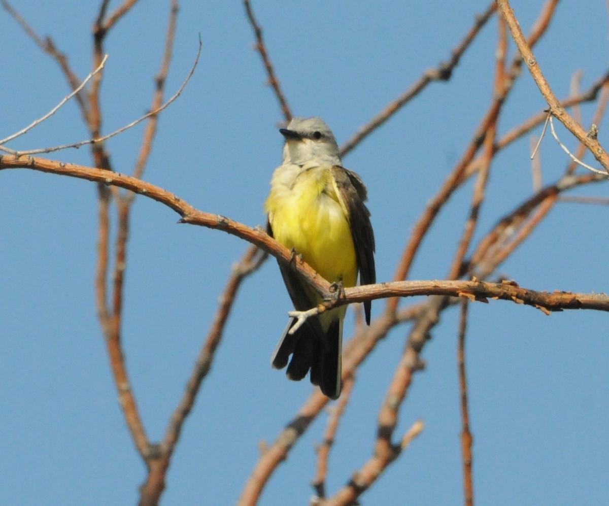 Western Kingbird - ML352969981