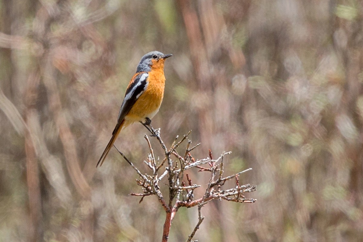 Ala Shan Redstart - David Irving