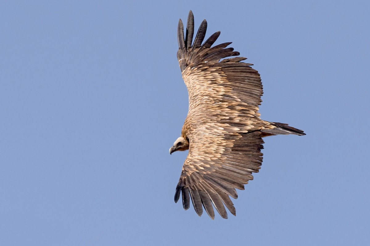 Himalayan Griffon - ML352973251