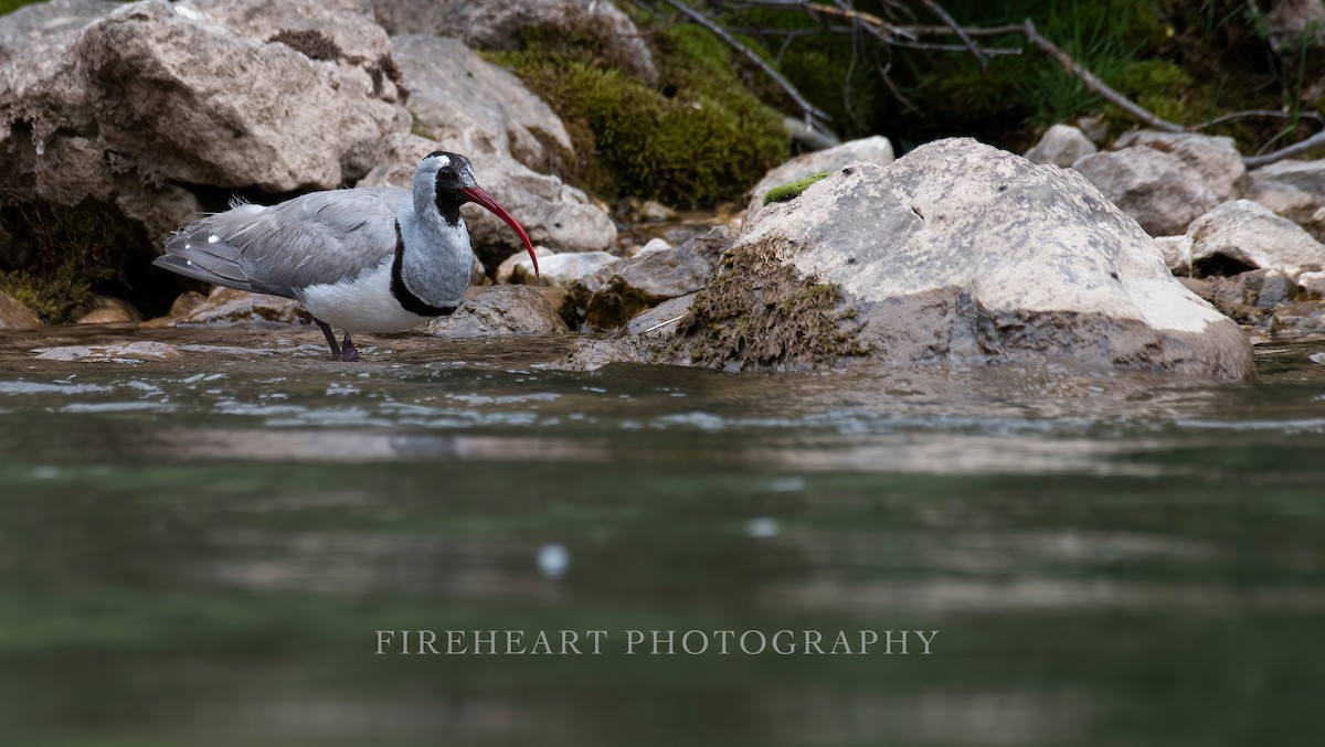 Bec-d'ibis tibétain - ML352973441