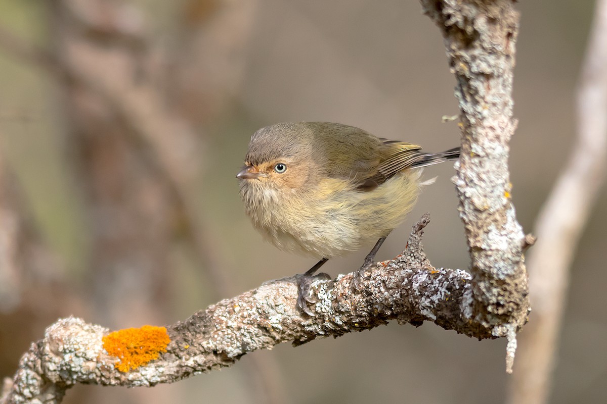 Weebill - ML352973551