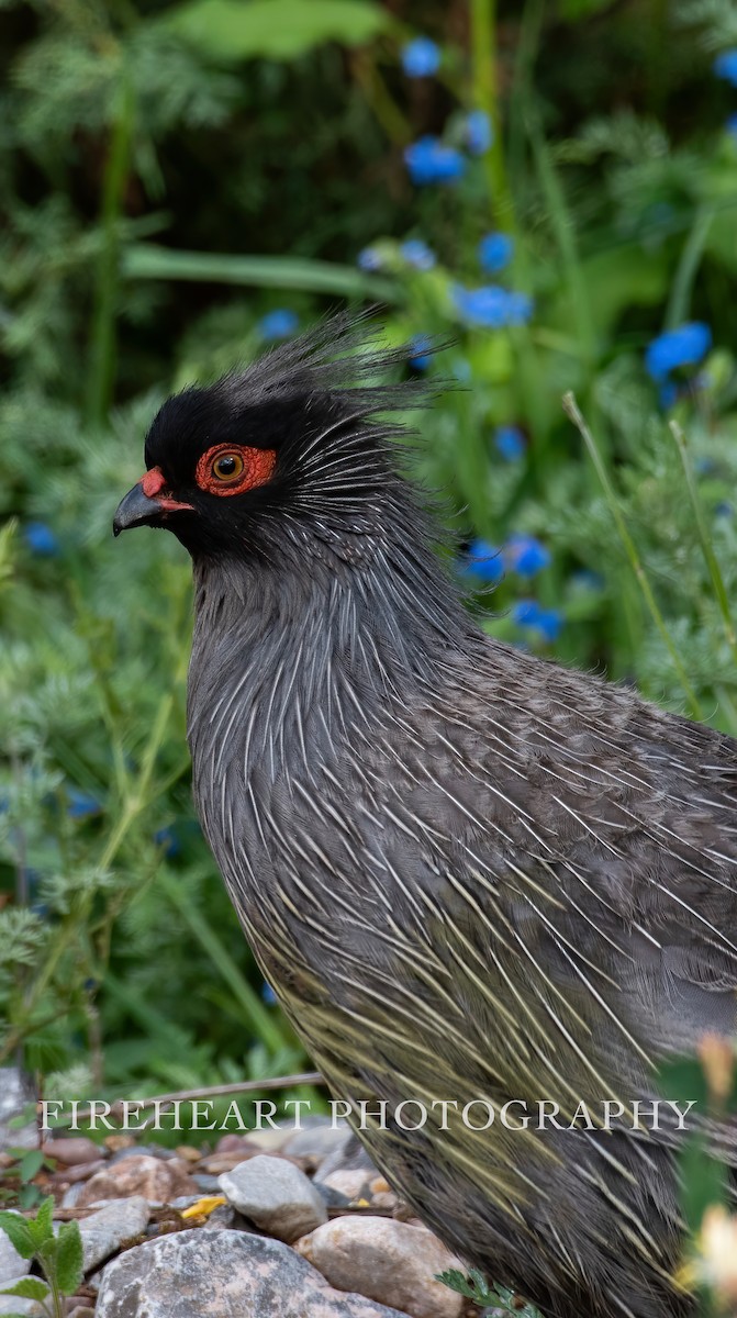 Blood Pheasant - ML352973701