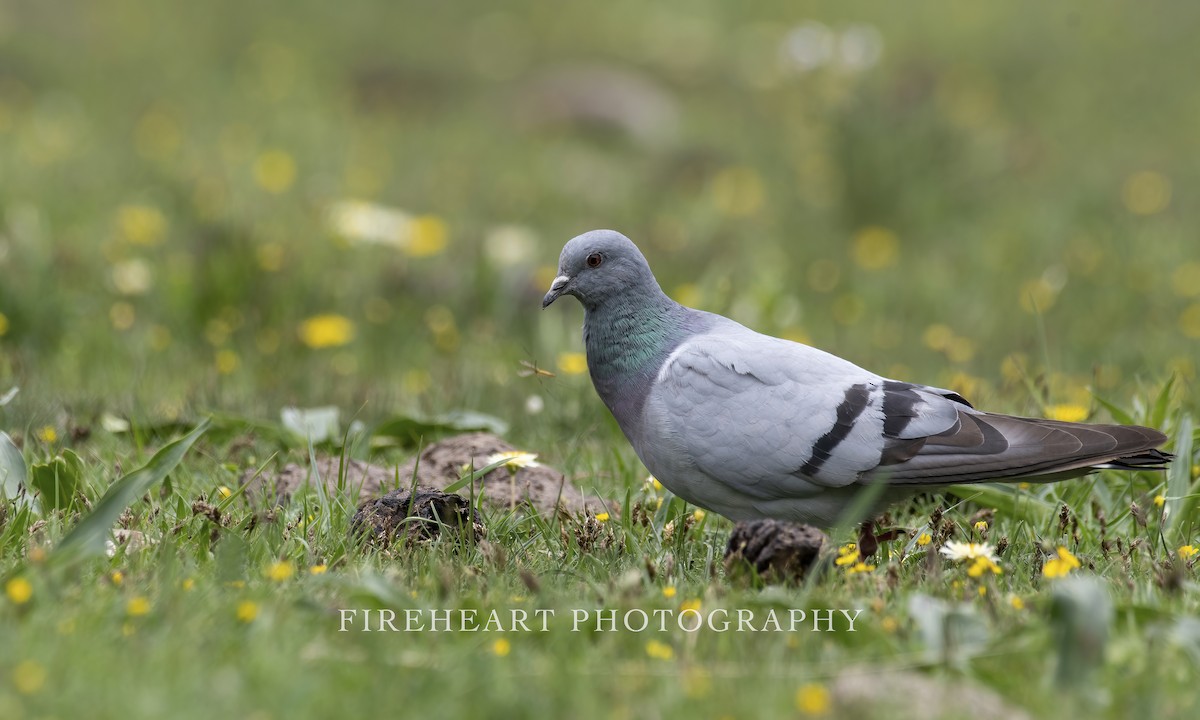 Pigeon des rochers - ML352973831