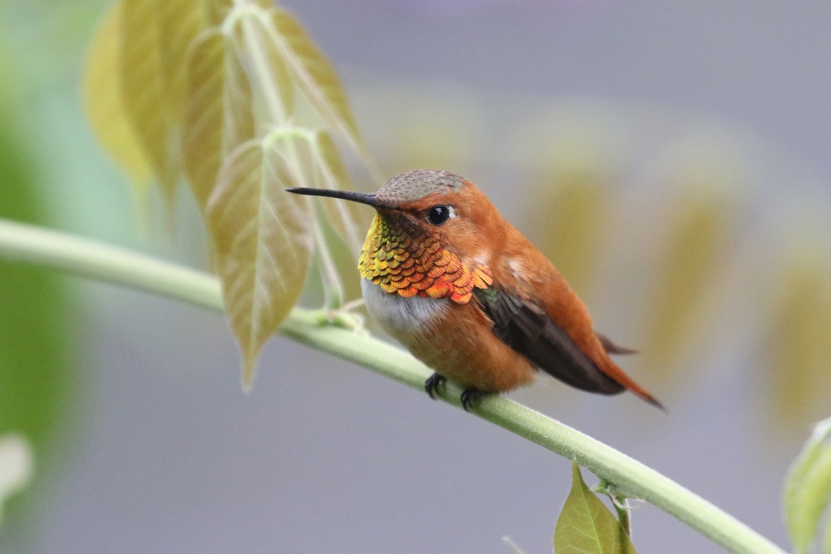 Rufous Hummingbird - Noah Strycker