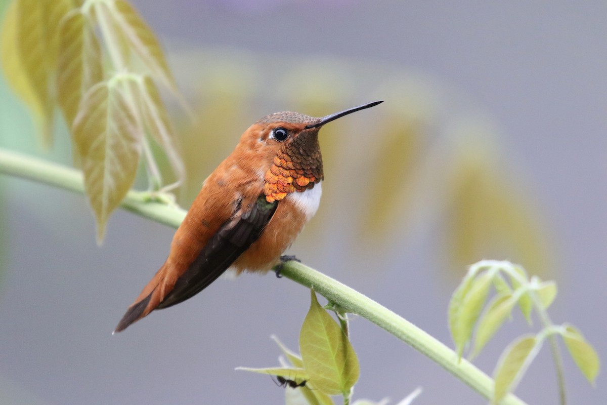 Rufous Hummingbird - Noah Strycker