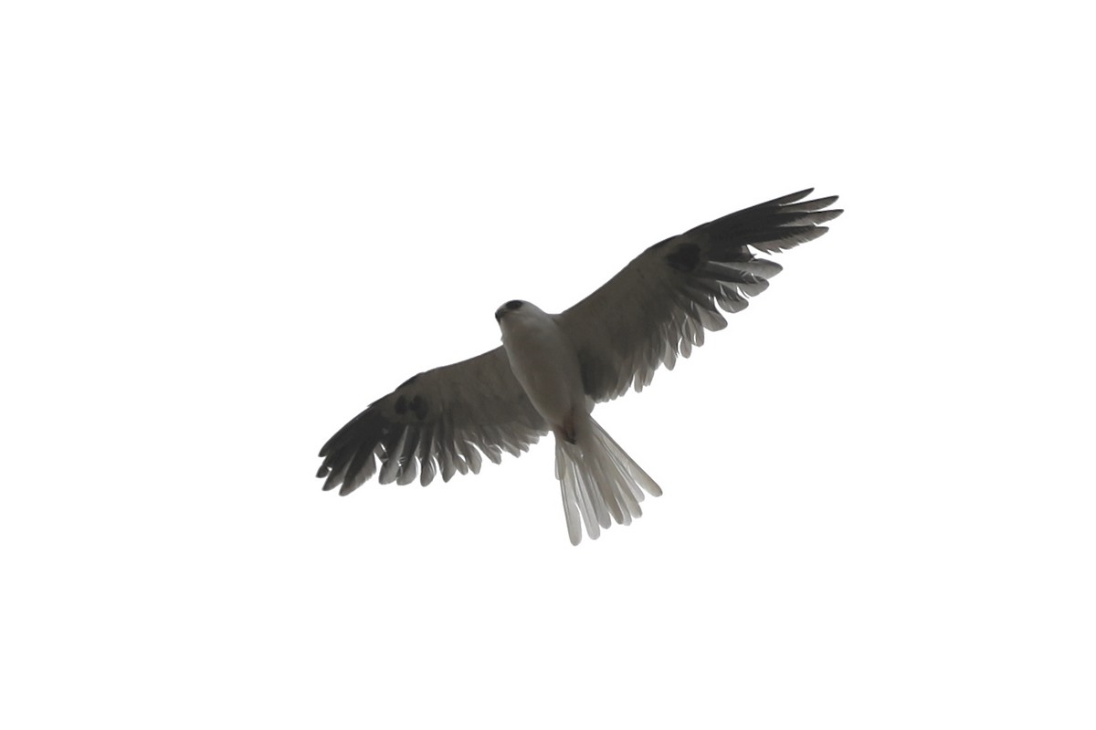 White-tailed Kite - ML352974921