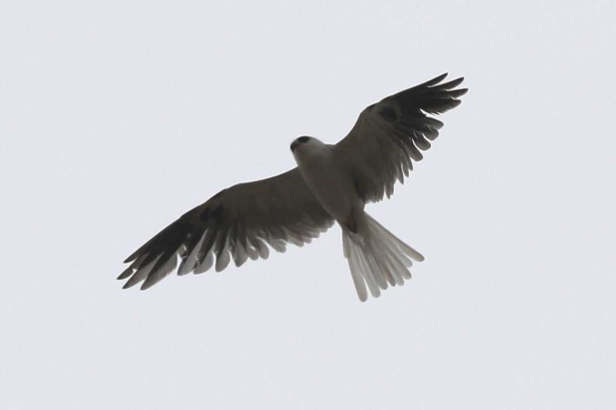 White-tailed Kite - ML352974931