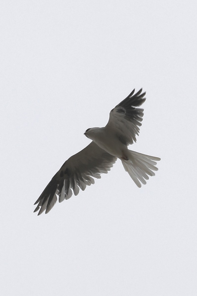White-tailed Kite - ML352974941