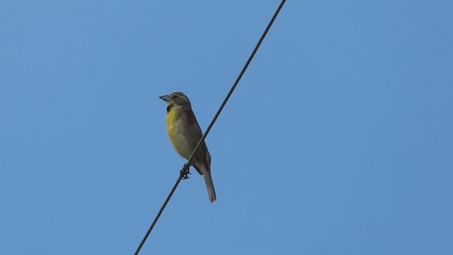 Dickcissel - ML352975571