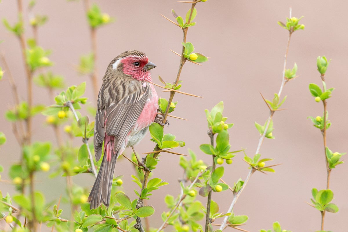 Chinese White-browed Rosefinch - ML352976201