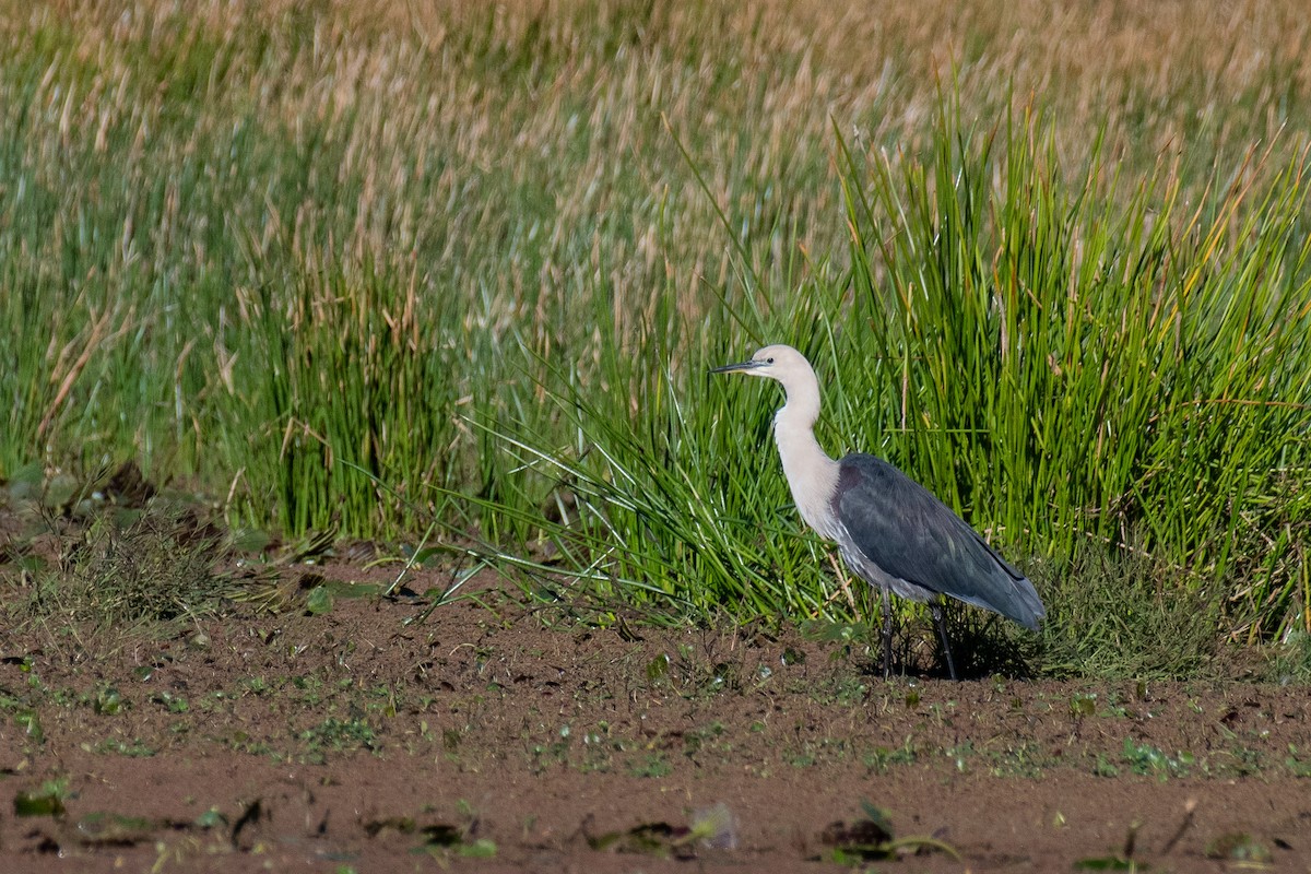 Garza Cuelliblanca - ML352978781