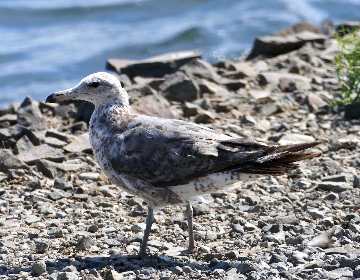 Gaviota Californiana - ML352978921