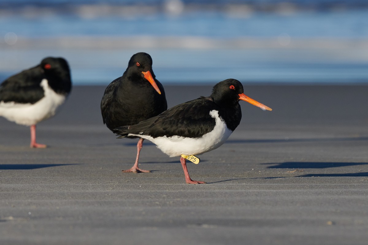 South Island Oystercatcher - Nick Beckwith