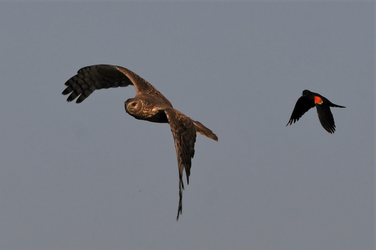 Northern Harrier - Gaylene Lazar